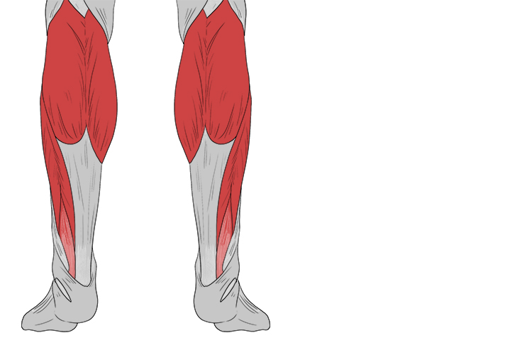 Two muscles positioned on the back of the lower leg